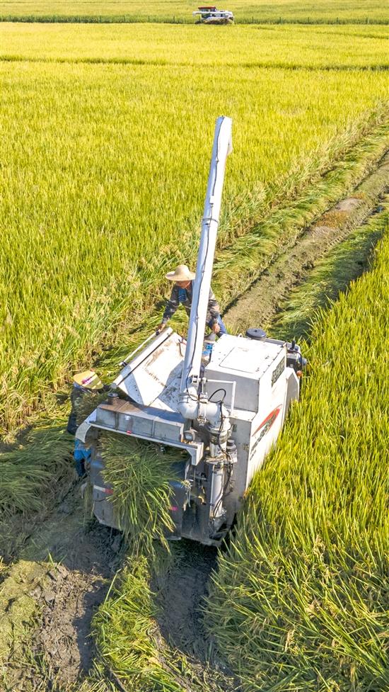 2025年全面推广正版资料免费资料大全释义、解释与落实
